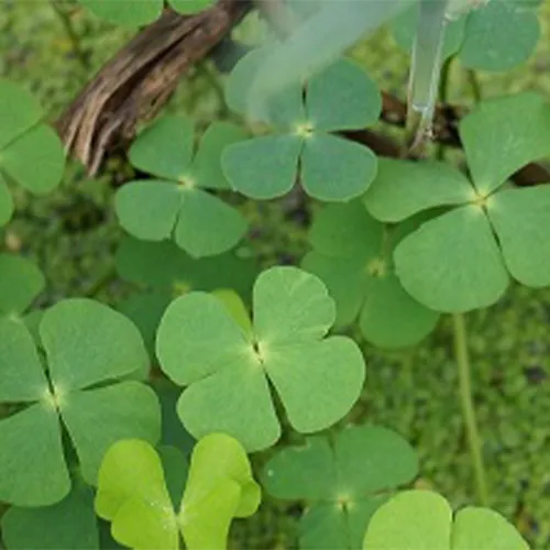 Vegetation Management - Lake Management Dallas Fort Worth