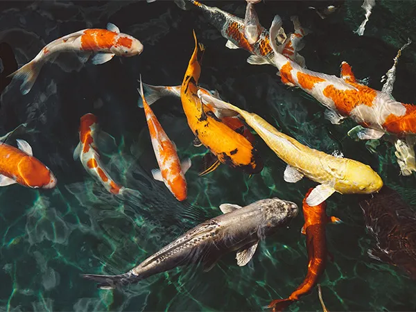 Fish - The Lake Doctor Dallas Fort Worth Lake Management