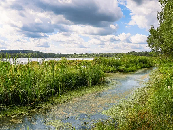 Lake and Pond Management Dallas Fort Worth by The Lake Doctor