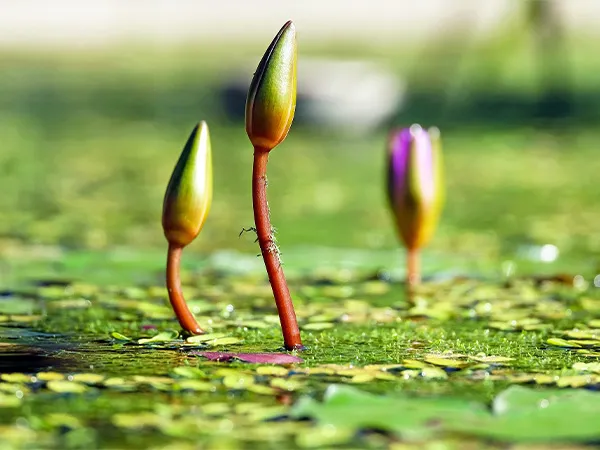 Lake and Pond Management Dallas Fort Worth by The Lake Doctor