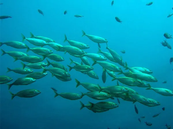 Lake and Pond Management Dallas Fort Worth by The Lake Doctor