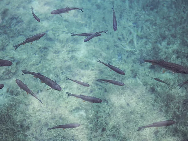 Lake and Pond Management Dallas Fort Worth by The Lake Doctor