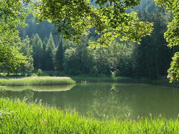 Lake and Pond Management Dallas Fort Worth by The Lake Doctor